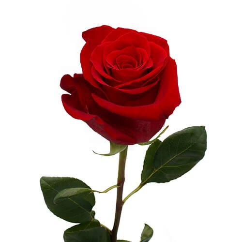 進口玫瑰紅自由紅Freedom - 永進花卉