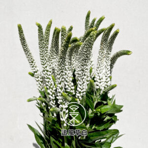 精品花卉- 永進花卉