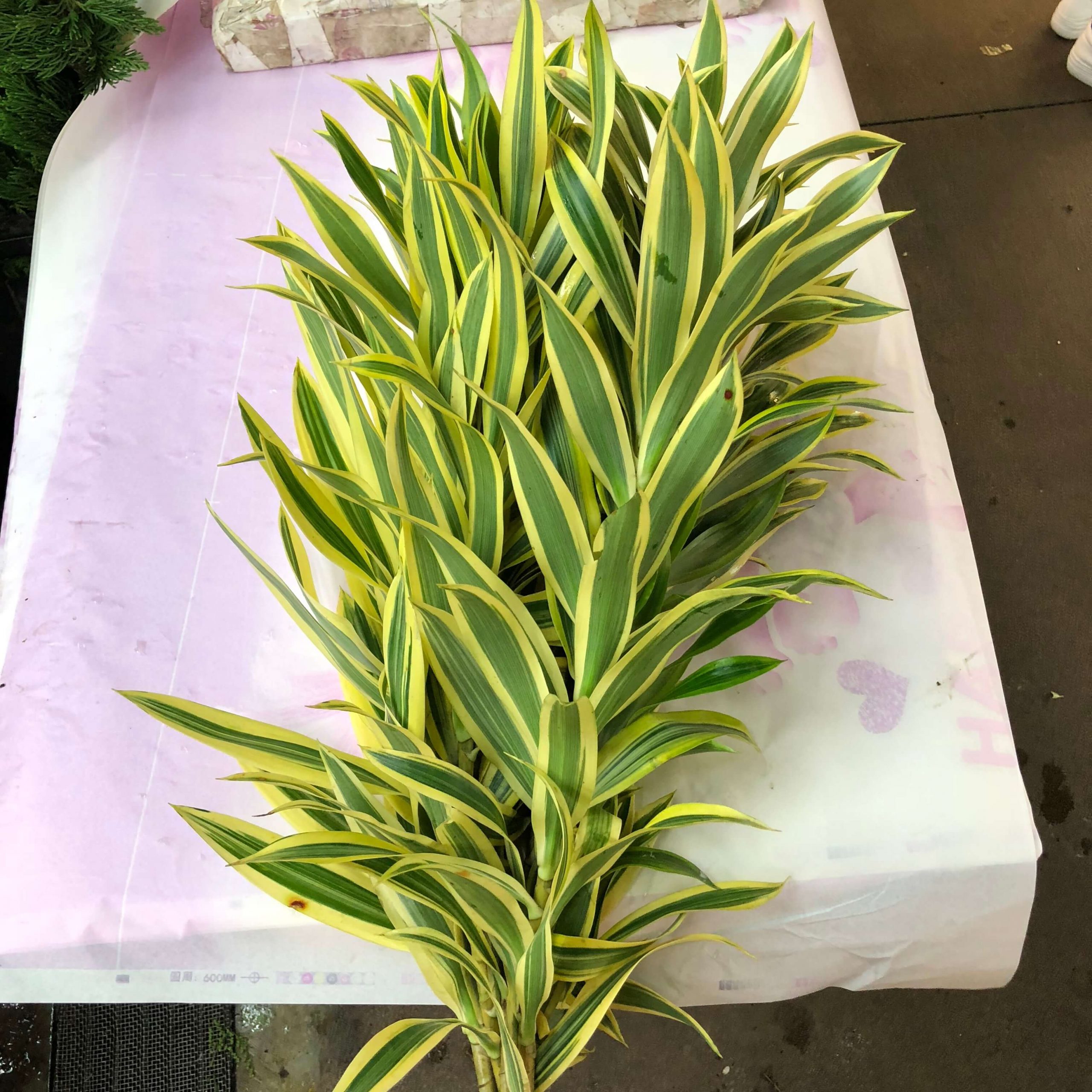 黃金百合竹 永進花卉