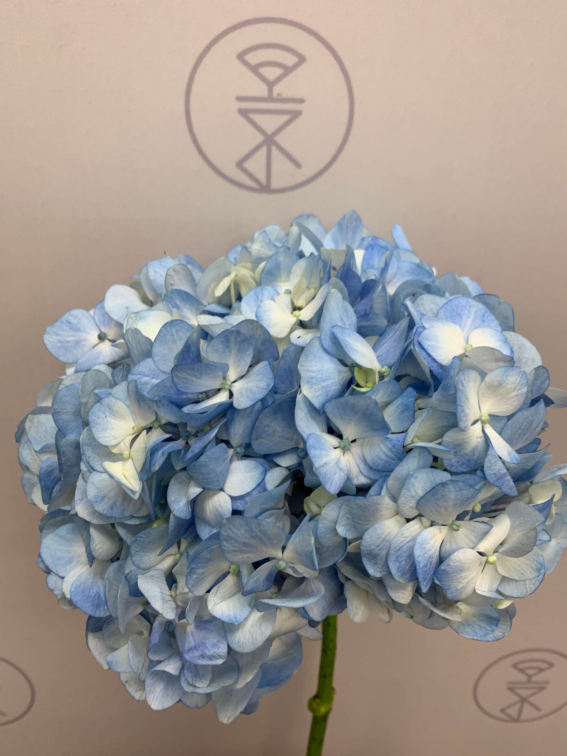 繡球花水藍（美國進口） - 永進花卉