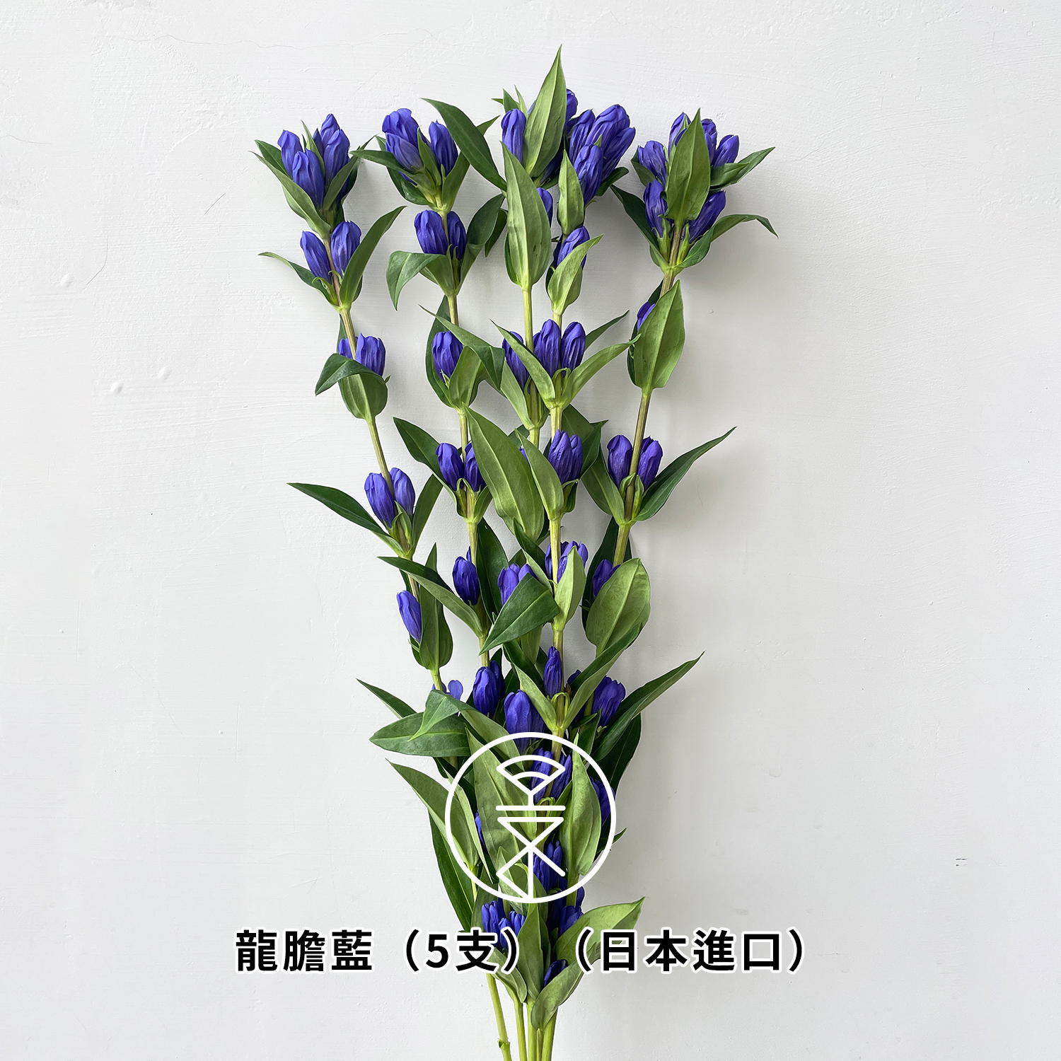 精品花卉- 永進花卉