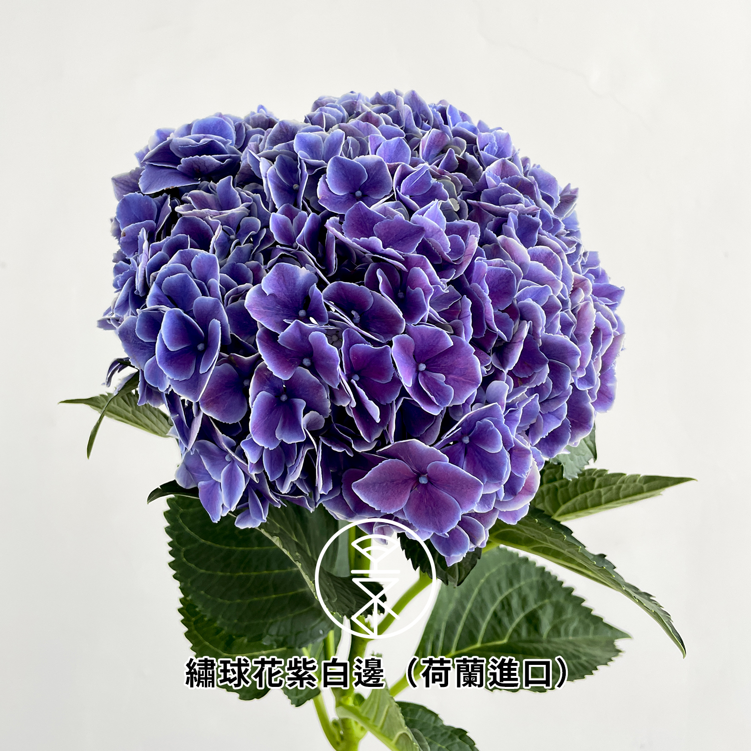 繡球花Archives - 永進花卉
