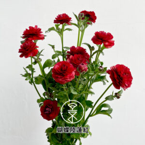 蝴蝶陸蓮紅(台灣)