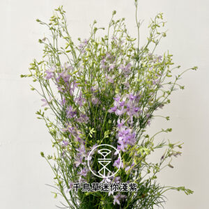 千鳥草迷你淺紫