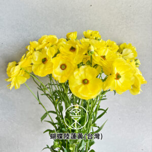 蝴蝶陸蓮黃(台灣)