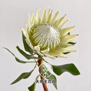 精品花卉- 永進花卉