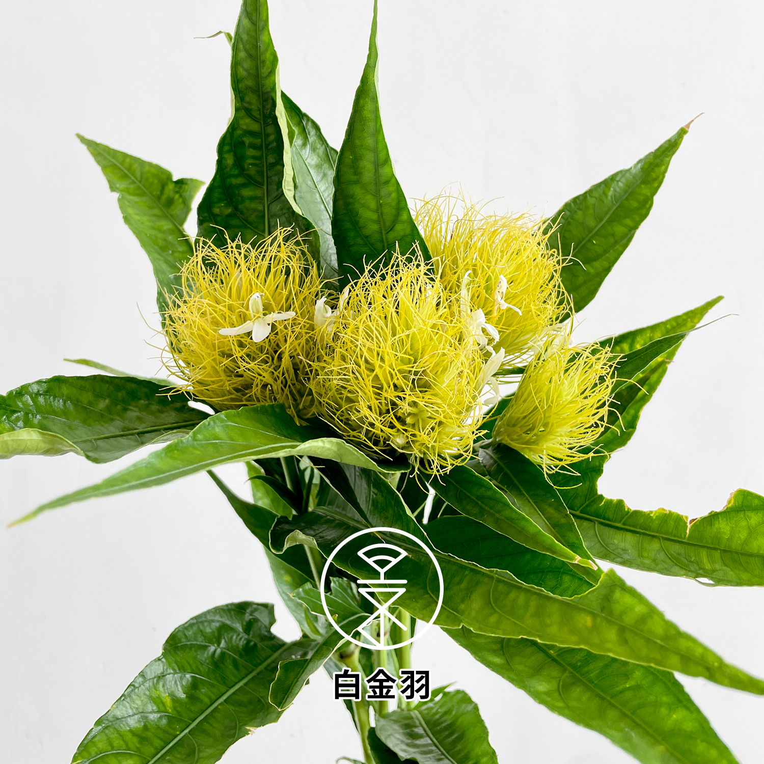 精品花卉- 永進花卉
