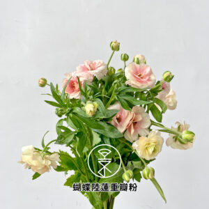 蝴蝶陸蓮重瓣粉(台灣)