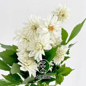 精品花卉- 永進花卉